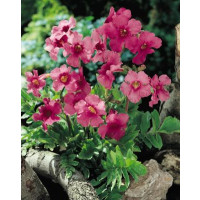 Incarvillea delavayi / Inkarvilea Delavayova, K14