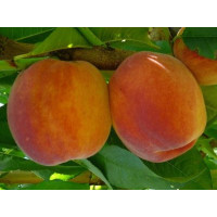 Prunus persica ´Inka´ / Broskyňa, GF 677