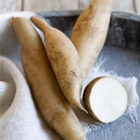 Smallanthus sonchifolius ´Inka´, Yakon / Jakon, K12