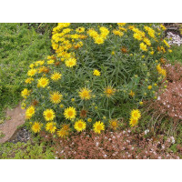 Inula ensifolia ´Gold Star´ / Oman mečolistý, K9