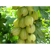 Ribes grossularia ´Invicta´/ Egreš biely rezistentný, kmienok, rib.zl., K12