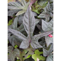 Ipomoea ´Papas Red´® / Ipomea červená, bal. 6 ks, 6x K7