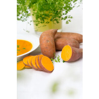 Ipomoea batata ´Erato® Orange / Sladký zemiak, K12