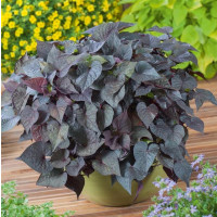 Ipomoea ´Papas®Purple Heart® / Ipomea purpurová, bal. 3 ks, 3xK7