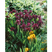 Iris pumila ´Cherry Garden´ / Kosatec nízky, C1,5
