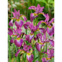 Iris sibirica ´Sparkling Rose´ / Kosatec sibírsky, K9