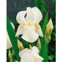 Iris germanica ´White Knight´ / Kosatec nemecký, I.