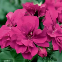 Pelargonium pelt. ´Grandeur®Ivy Magenta´/ Muškát, K7