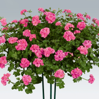 Pelargonium pelt. PAC® ´Ivy Pink´ / Muškát, bal. 3 ks, 3x K7