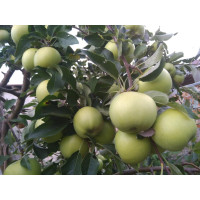 Malus domestica ´Luna´ / Jabloň zimná, MM106, C5