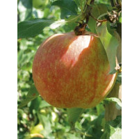 Malus domestica ´Gala´ / Jabloň zimná, M26