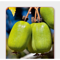 Actinidia arguta ´Japsai´ / Drobnoplodé kiwi, samoopelivé, 50+cm, C2, vyviazané