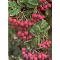 Sorbus aucuparia / Jarabina sladká ´Granatina´, kmienok 80-100 cm , C2