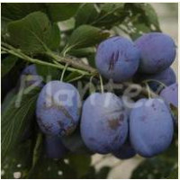 Prunus domestica  ´Jojo´ / Slivka jesenná rezistentná, myr.