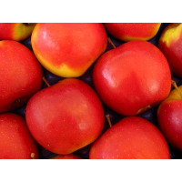 Malus domestica ´Jonagold´ / Jabloň zimná,M26, C2