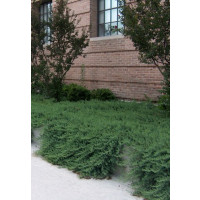 Juniperus conferta ´Blue Pacific´ / Borievka plazivá, 20-30 cm, C1,5