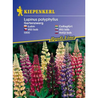 Lupinus polyphyllus Gartenzwerg / Vlčí bôb, bal. na 20 r.