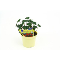 Tropaeolum majus BIO / Kapucínka väčšia, K12