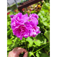 Pelargonium pelt. PAC® ´Kitty´ / Muškát previsnutý, bal. 6 ks, 6x K7