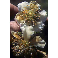 Actinidia chinensis ´Atlas´ / Opeľovač kiwi, samčia r., C2