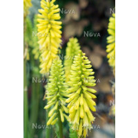 Kniphofia 'Pineapple Popsicle' ® / Fakľovka, K11