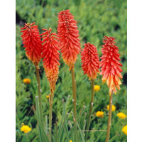 Kniphofia ´Nancy Red´ / Fakľovka , C1