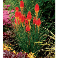 Kniphofia 'Papaya Popsicle' ® / Fakľovka, K11