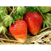 Fragaria ananassa ´Korona´ / Jahoda, bal. 10 ks, VK