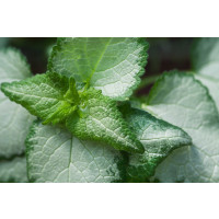 Lamium maculatum ´Beacon Silver´ / Hluchavka škvrnitá, K9