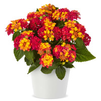 Lantana camara ´Lantropic Magenta´/ Lantana menlivá , K7