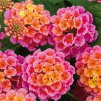 Lantana Evita® Rose / Lantana menlivá, bal. 3 ks, 3x K7