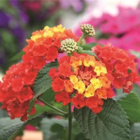 Lantana Evita® Scarlet ´/ Lantana menlivá, K7