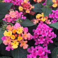 Lantana camara ´Lantropic Lemon & Pink´/ Lantana menlivá , bal. 3 ks, 3x K7