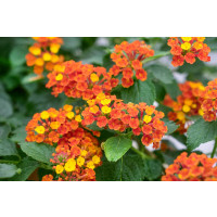 Lantana camara Tropic ´Pitaya´/ Lantana menlivá, K7