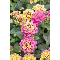 Lantana camara Tropic ´Ara´/ Lantana menlivá, bal. 6 ks, 6x K7