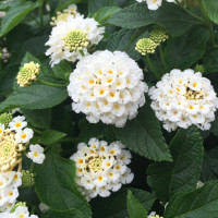 Lantana camara ´Lantropic White´/ Lantana menlivá biela, bal. 6 ks, 6x K7