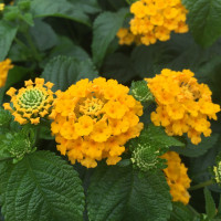Lantana camara ´Lantropic Yellow´/ Lantana menlivá žltá, bal. 6 ks, 6x K7