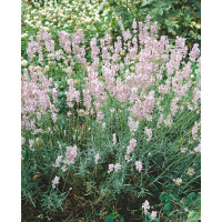 Lavandula angustifolia 'Hidcote Pink' / Levanduľa úzkolistá, K9