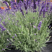 Lavandula angustifolia ´Impressa® ´/ Levanduľa úzkolistá, K9