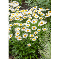 Leucanthemum vulgaris ´Maikönigin´ / Margaréta obyčajná, K9