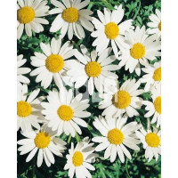 Leucanthemum maximum ´Snow Lady´ / Biela margaréta nižšia, K9