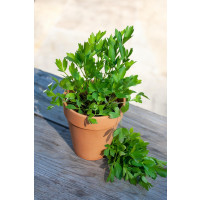Levisticum officinale ´Verino®´ / Ligurček, 15-20 cm, K7
