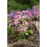 Lewisia cotyledon ´Regenbogen´ / Levízia kalifornská, K9