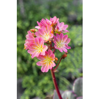 Lewisia cotyledon ´Regenbogen´ / Levízia kalifornská, C1,5