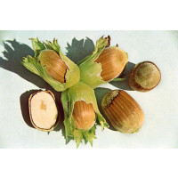 Corylus avellana ´Cosford´ / Lieska, VK