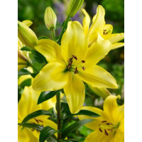Lilium ´Yellow Power´ / Ľalia ázijská, bal. 2 ks, 16/18