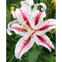 Lilium ´Dizzy´ / Ľalia, bal. 50 ks, 14/16, XXL