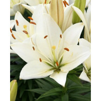 Lilium ´Happy Ice´ / Ľalia, 14/16