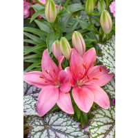 Lilium ´Pink County´ / Ľalia, bal. 2 ks, 16/18
