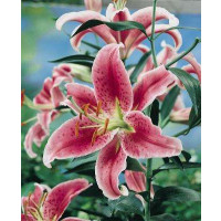Lilium ´Stargazer´ / Ľalia, bal. 2 ks, 14/16